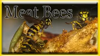 Meat Bees Flying and Feasting on Crabapples in Super-Slow-Motion 960fps