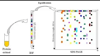 TWO DIMENSIONAL GEL ELECTROPHORESIS