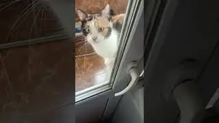 Муся кошка мерзнет на балконе ПРИКОЛ