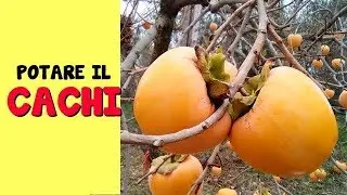 PRUNING THE PERSIMMON