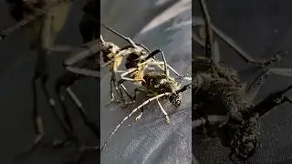 Мир Таёжных насекомых. Волосогрыз жук усач. #тайга #насекомые #жуки