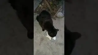 У принцессы проблем нет.