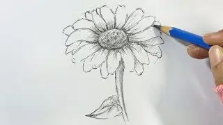 How to Draw a Sunflower Step by Step | Hihi Pencil