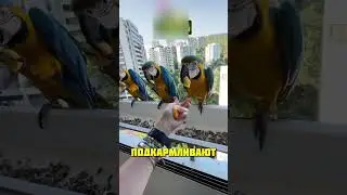 Бразильские синички