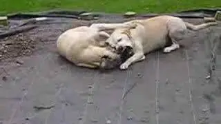 playing together