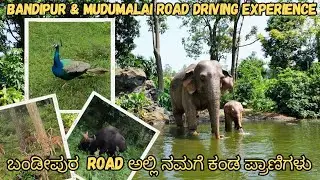 ಹೇಗಿದೆ ನೋಡಿ ಬಂಡೀಪುರ Road | ಅದ್ಭುತ ಅನುಭವ | Journey through Bandipur and Mudumalai