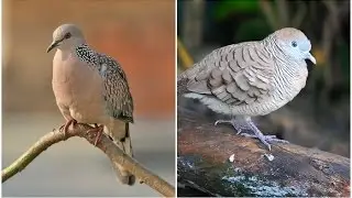 🎵Suara burung perkutut & tekukur/derkuku