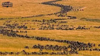 EPIC MIGRATION | The Most Extreme Journey in the African Savanna (Full Documentary)