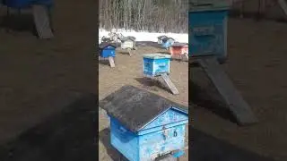 ПАСЕКА ВЫСТОВЕЛИ ПЧЁЛ