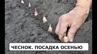 Чеснок посадка осенью.