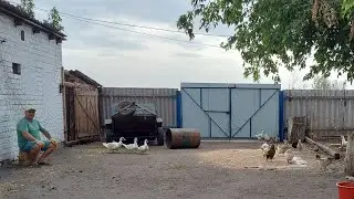 Куры помогут решить эту проблему. Такого кабана ещё не было.