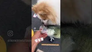 Winston Wednesday Fun!  #fishingbuddy #fishingdog #fishingfun #goodtimes #adventures #pomeranian #ok
