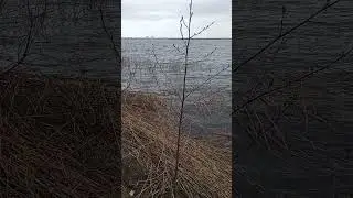 Озеро Сестрорецкий Разлив (Лен.обл.)