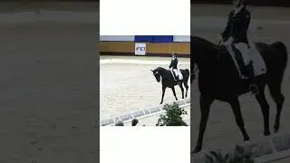 Конный спорт выездка (звук не мой)