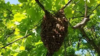 Пчелиный рой на дереве