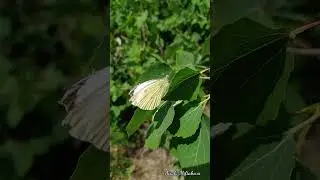 Природа(2 часть):Охота за бабочками. #shorts