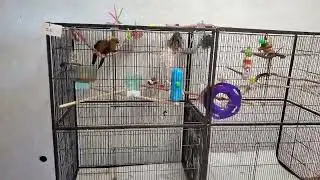 boarding sun conure❤️