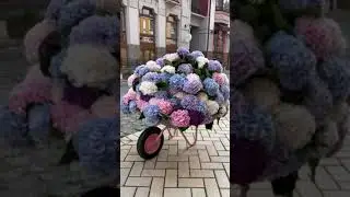 Підживлення гортензії, азалії, рододендрона
