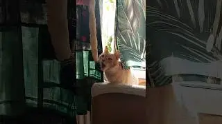 Dough...Cats reaction #shorts