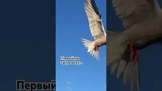 Крачка или показалось? #природа #птицыроссии