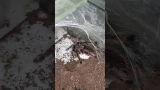 Tliltocatl albopilosus. Самка с коконом.  Паук с коконом. #птицеед #tarantula #spider