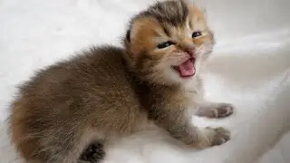 I messed with the kittens too much and they got mad at me...