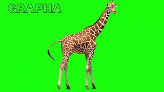 Animal green screen video ||NO COPYRIGHT||