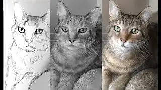 Hyper Realism: Digitally painting a cat in Photoshop
