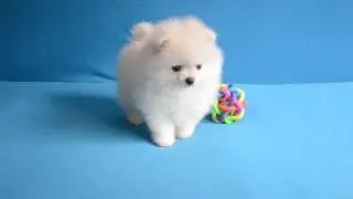 Девочка