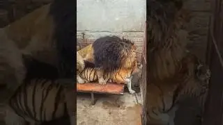 Lion-tiger hybrid🐅