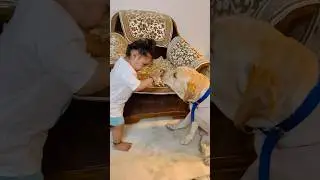 Gapudi X Babudi 🤩 | sourshy | #dog #cute #baby #shorts #adorable #doglover #cutebaby #doglovers