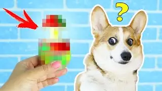 SURPRISE for My DOG 😱 UNBOXING and TESTING Everything from China / TIK TOK HACS for DOG