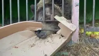 Забава для Лапушки