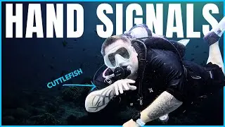 Fish hand signals for scuba divers