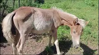 Жетім құлын өсіп қалды! 👍
