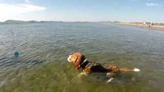 Бигль Лина на море