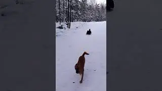Рыжая собака веселится на снежной горке