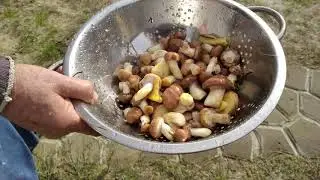 Авторский метод обработки маслят(2)