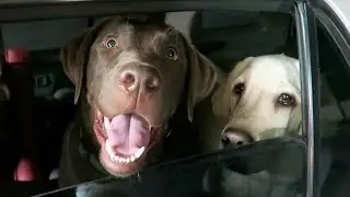 WE WENT TO THE DOG PARK!!