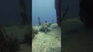 Sea turtle taking control of shipwreck 🚢 🐢#seaturtles #floridakeys #scubalife