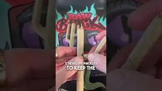 How to roll a Cactus 🌵