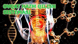 OVQAT HAZM QILISH SISTEMASI | ОВҚАТ ҲАЗМ ҚИЛИШ СИСТЕМАСИ.
