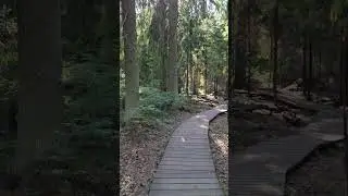 Заказник "Комаровский берег" 🌿