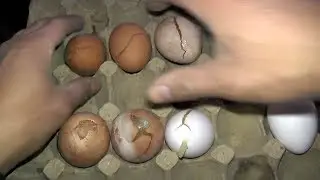 Можно ли есть мороженые яйца?