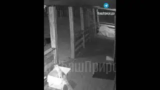 В Уфимском районе произошло дерзкое ограбление!