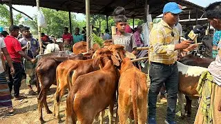 মাত্র ২০/২৫/৩০ হাজার টাকায় উন্নত মানের সিন্ধি, শাহীওয়াল জাতের বাছুর
