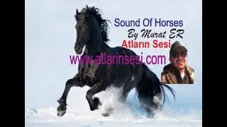 15 EKİM ISTANBUL AT YARISI TAHMIN VE ANALIZLERI MURAT ER WHATSAPP 0533 132 77 49