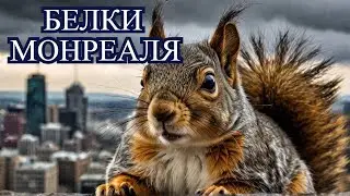 Ураган в Монреале, белки