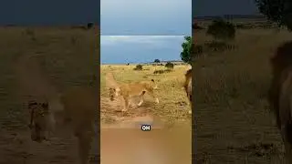 Leo came too late?!😱💔👏