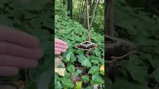 Архипо-Осиповка. Ведьмина гора